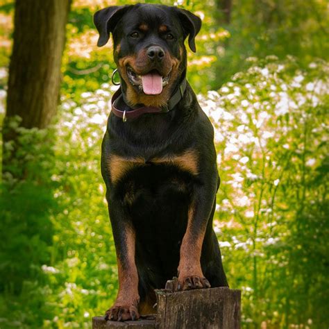 rottweiler price in india|buy rottweiler puppies india.